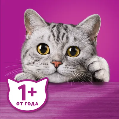 Открываем любопытные направления путешествий: новая кампания WHISKAS в  честь Дня кошек