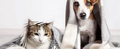 Как на котов и собак влияют перепады температуры?