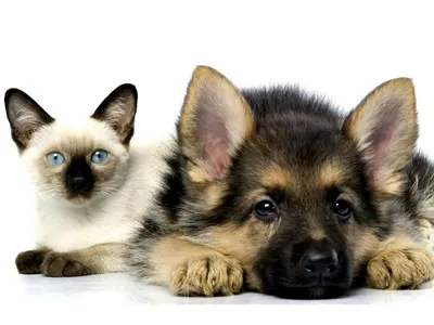 Эксперты рассказали, в каких странах собак любят больше кошек - РИА  Новости, 24.03.2021