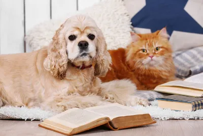 Ученые выяснили, кто живет дольше – собаки или кошки | Ветеринария и жизнь