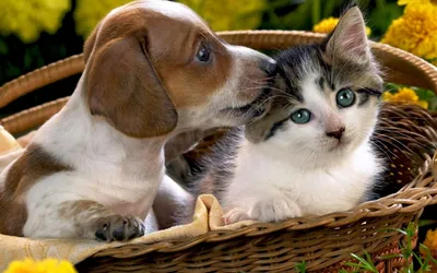 Ученые выясняют, кто умнее: собаки или кошки | Ветеринария и жизнь