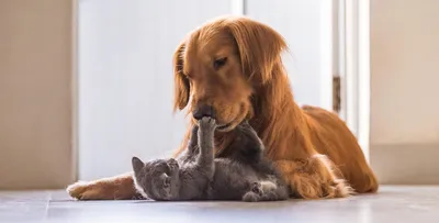 Мирный договор кошки с собакой!!! | Тайная жизнь животных. | Дзен