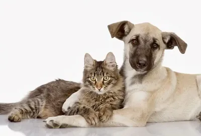Костюм для животного одежда для кошек собак щенят PETSROOM 22730353 купить  за 440 ₽ в интернет-магазине Wildberries