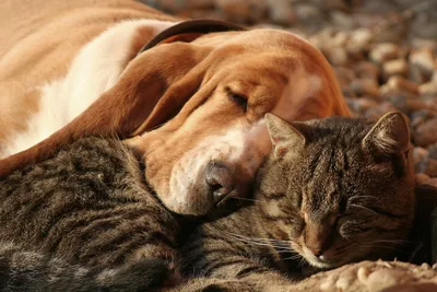 Успокаивающие таблетки для кошек и собак
