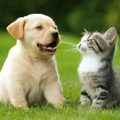 Собака и кошка: как жить вместе с разными видами животных» — создано в  Шедевруме