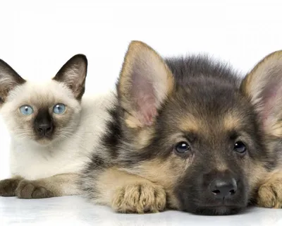 Картинки - Кот с собакой лежат вместе на белом фоне
