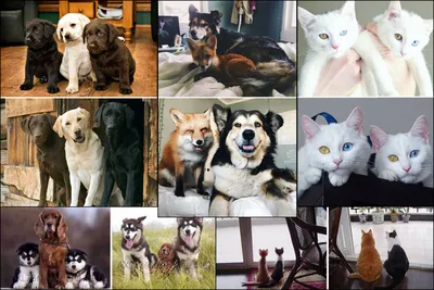 Забавно, кошка и собака, сидя вместе, счастливые символы домашних животных  иллюстрация вектора лучших друзей Иллюстрация вектора - иллюстрации  насчитывающей внимательность, прелестное: 169146698