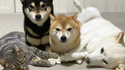 Коты и собаки - смешные коты и собаки, коты и собаки фото – ФотоКто