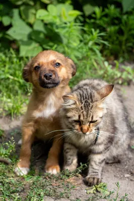 Как подружить кошку с собакой? | Пикабу