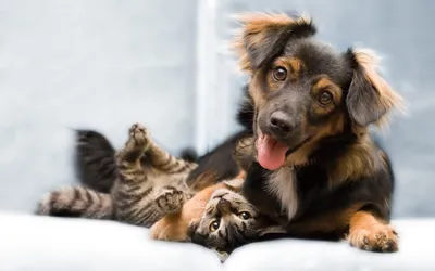 Чем кошка и собака могут заразиться друг от друга?