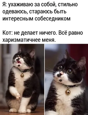 Мемы про котов. Выбор редакции | Смешные дети, Смешные мемы о кошках, Мемы