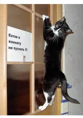 Пушистые, смешные и любимые: коты и кошки сотрудников ГТРК \"Томск\"