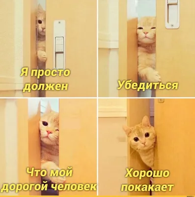 Смешные истории про котов и кошек