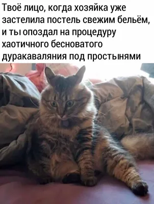 Мемы про котов. Выбор редакции | Мемы, Юмор про кошек, Смешные котята