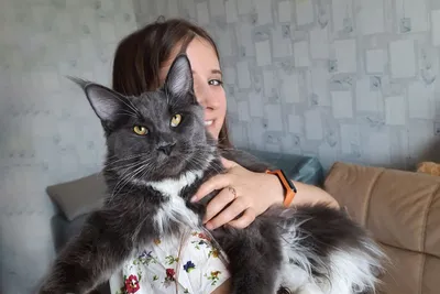 Мистические Мейн-куны: польский фотограф показал красоту самых больших  одомашненных кошек / NV