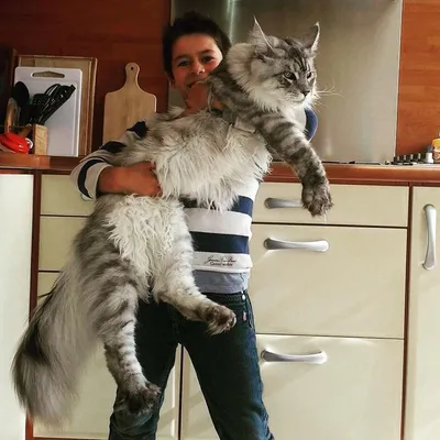 Что за лев этот тигр?»: в Волгограде вырастили кота-гиганта