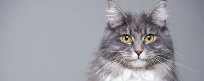 Мейн кун самая крупная кошка с характером. Все о породе мейн кун: описание  и характеристики, фото, отзывы, питомники, цена и где купить.