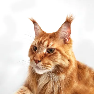 Порода Мейн-кун – королевские особы в кошачьем обличье