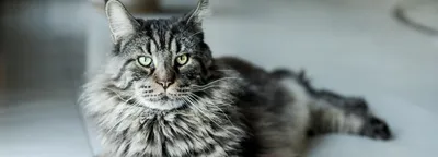 Котенок породы Мэйн-кун это самая крупная из домашних кошек Maine Coon Мейн- кун (ID#1425745219), купить на Prom.ua