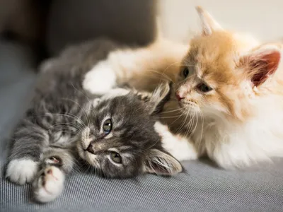 Сколько живут мейн-куны в домашних условиях: продолжительность жизни кошек,  как продлить