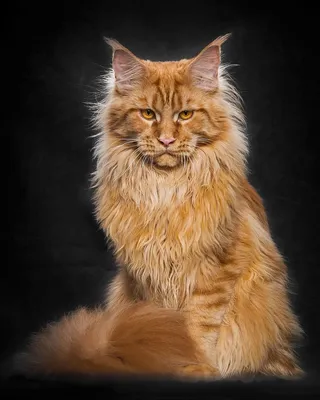 Коты породы Мейн-кун и их внешность