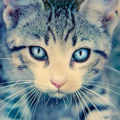 Картинки котов на аву (74 фото)
