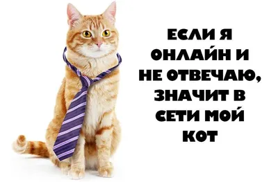 коты крутыши аву | ВКонтакте