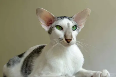 Ориентальная кошка - 83 фото крайне разговорчивой породы | Милые котики,  Кошки, Котята