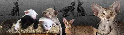 Ориентальная кошка: О породе - Породы кошек - CATS-портал
