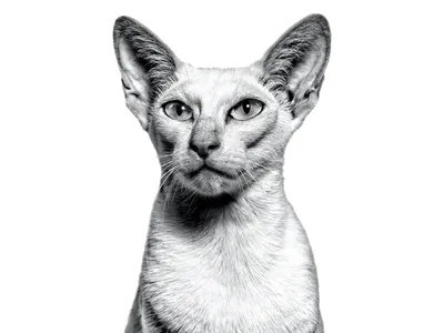 Ориентальная кошка: описание породы, характер, особенности | Блог на  VetSpravka.ru