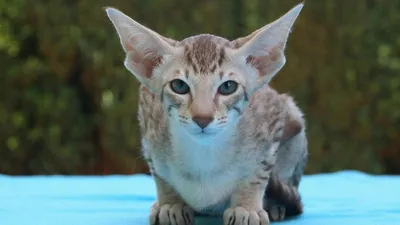 Ориентальная Кошка | Rexton Oriental Cat | Дзен
