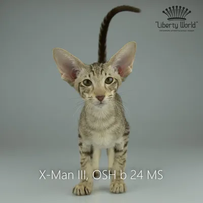 Ориентальная кошка: все о кошке, фото, описание породы, характер, цена