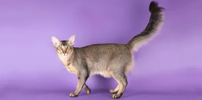 Ориентальная кошка)) | Пикабу