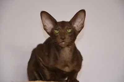 Ориентальные кошки: эльфы существуют! | Питомник ориентальных кошек Avatar