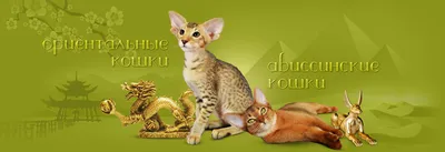 CRAZY CAT Питомник ориентальных кошек | Moscow