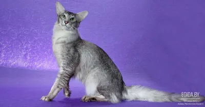 Ориентальные кошки | Типичный день из жизни котов ориенталов 😺 - YouTube