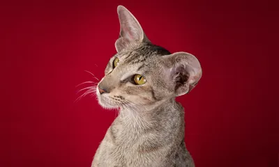 Ориентал или Ориентальная кошка (29 фото): цена, характеристики породы,  уход и содержание