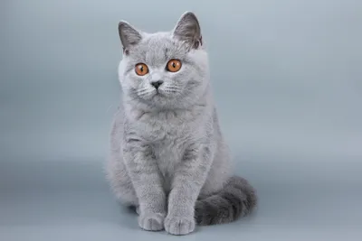 Британская короткошерстная кошка. Все о породе: описание и характеристики,  фото, отзывы, питомники, цена и где купить.