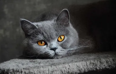 Серебристый окрас британских кошек: фото, стандарт породы. Серебристые  британские кошки, коты, котята: виды окрасов. Британцы серебристые:  стандарт окраса (британцы серебро: британские котята, коты, кошки)