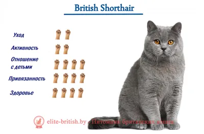 Британская кошка: история породы - Кот, пёс и я
