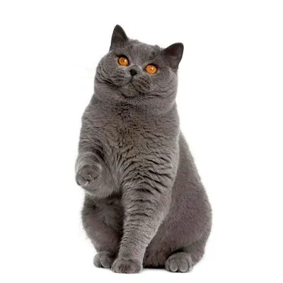 Британская порода кошек: особенности, характер, сколько живут