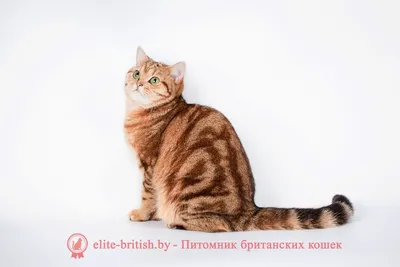 Британская короткошерстная кошка - все о кошке, 4 минуса и 6 плюсов породы