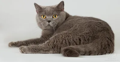 Британская короткошерстная кошка: Потомки Черширских котов - Породы кошек -  CATS-портал