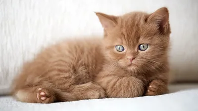 Британцы: фото, видео. Породистые плюшевые короткошерстные (гладкошерстные)  британские кошки, коты, котята: смотреть картинки породы и видео.