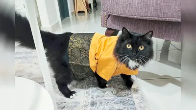 В Малайзии владельцы котов увлеклись модой на национальную одежду для своих  питомцев | РБК Life