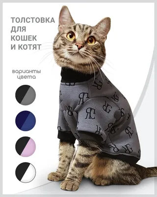 Толстовка одежда для кошек и котов сфинкс \"Эрудит\" - купить с доставкой по  выгодным ценам в интернет-магазине OZON (781084388)
