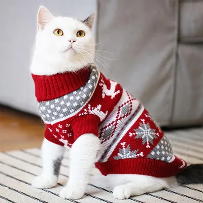 ᐉ Одежда для котов в Николаеве купить в Эпицентр К • Цена в Украине