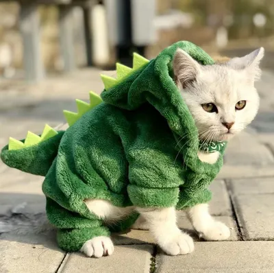 Одежда для домашних животных RESTEQ, костюм динозавра для кошек, размер L  (ID#1117663790), цена: 499 ₴, купить на Prom.ua