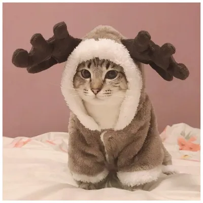Зимняя флисовая одежда для кошек, теплая и веселая одежда для домашних  животных, котята, котята, куртки — купить в интернет-магазине по низкой  цене на Яндекс Маркете