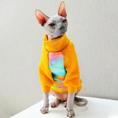 Тёплая одежда для кошек и котов - кофта с удлинённым воротом подходит для  сфинксов, свитшот с рисунком Фестиваль красок - купить с доставкой по  выгодным ценам в интернет-магазине OZON (488314104)
